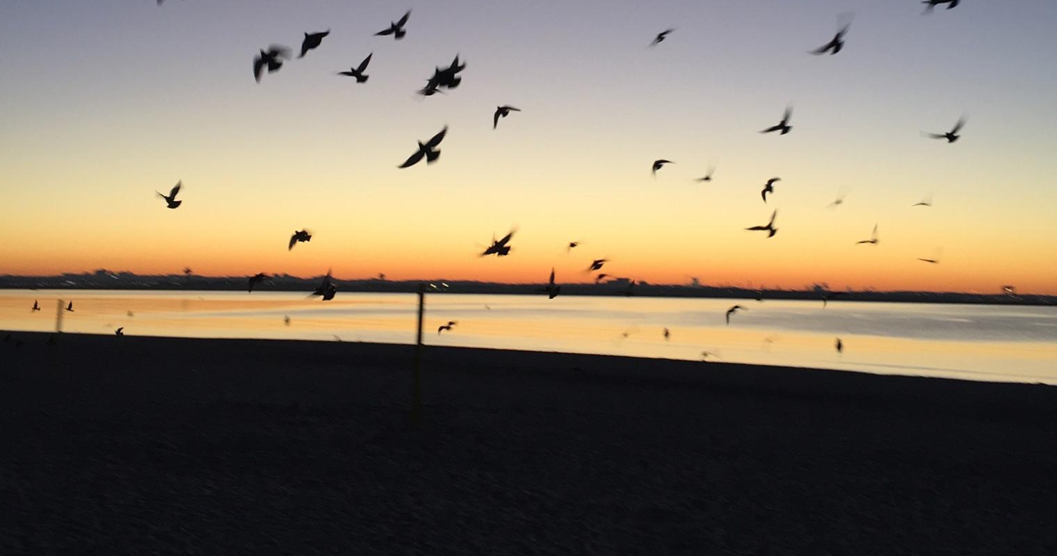 image of bird flying away at sunset