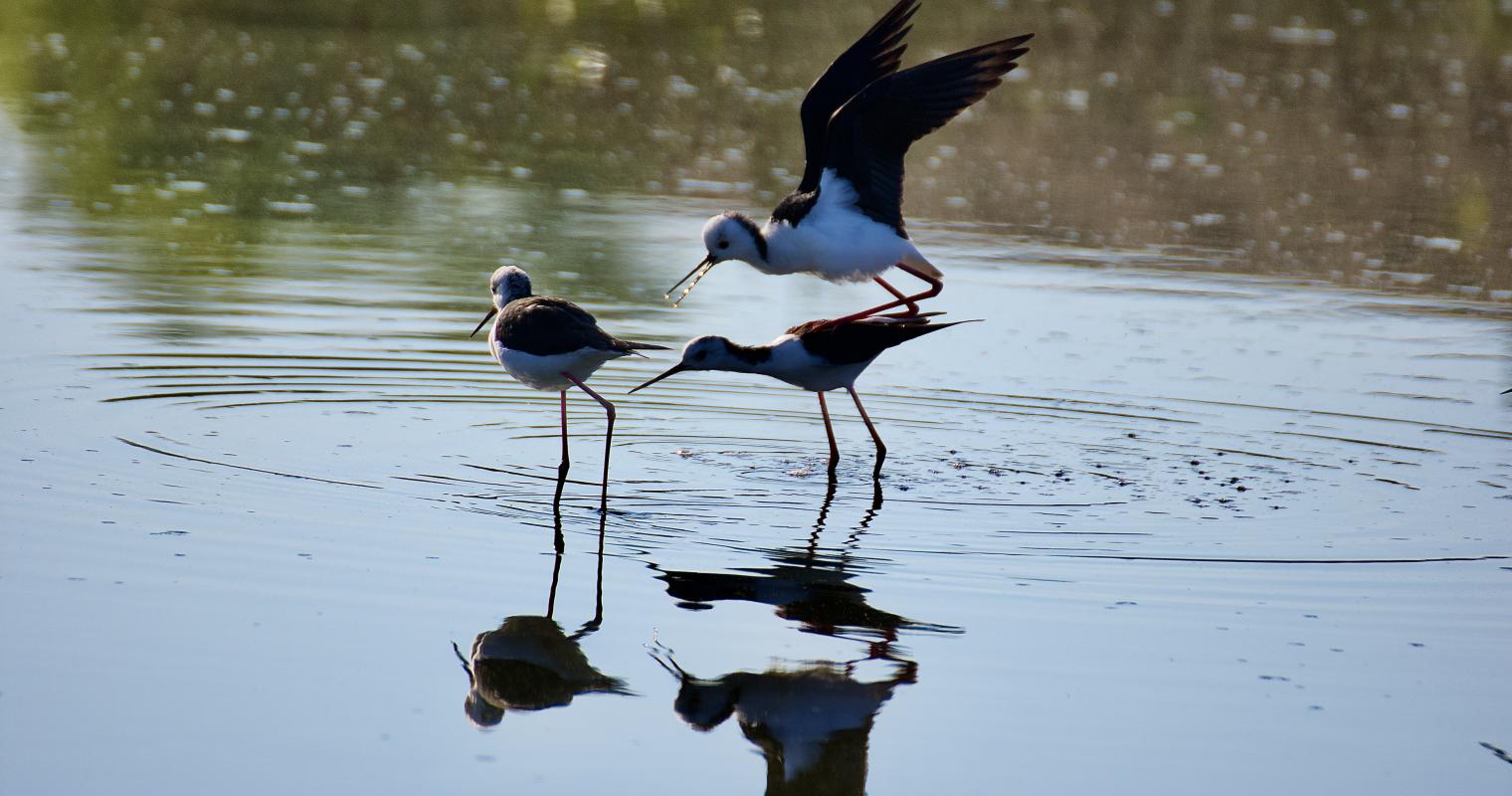 image of birds in water