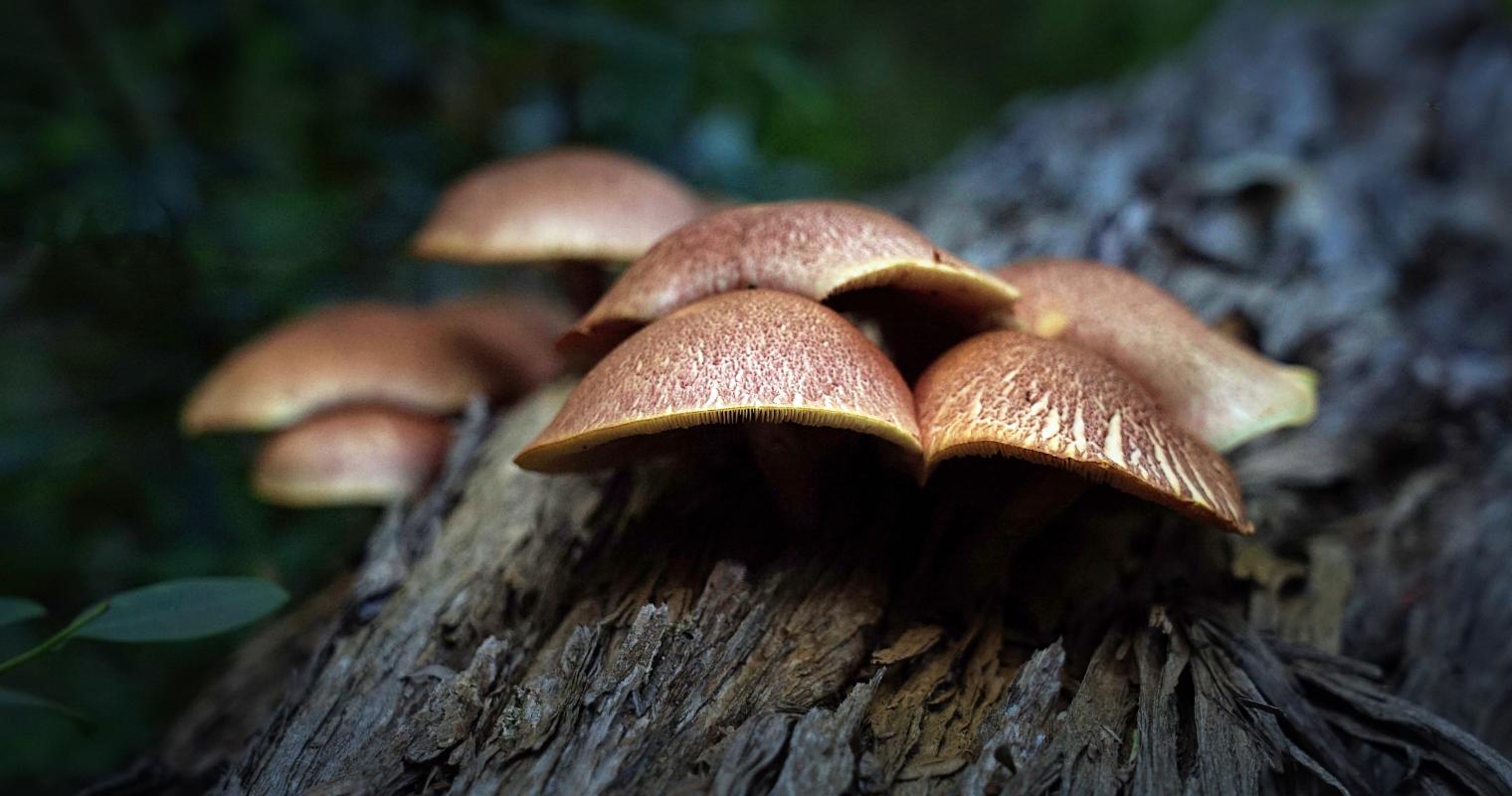 image of mushrooms growing on the side of a tree