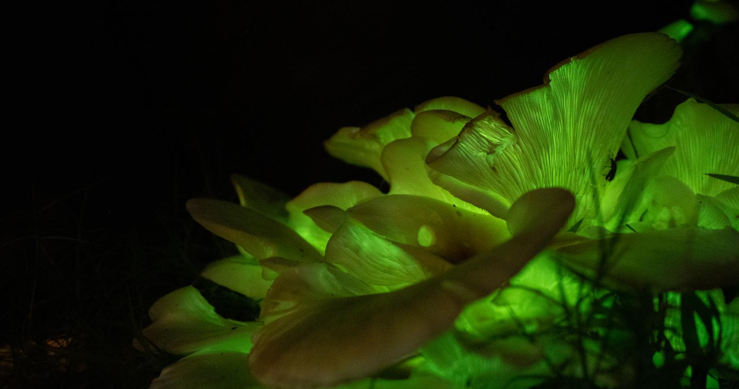 image of a glowing pond