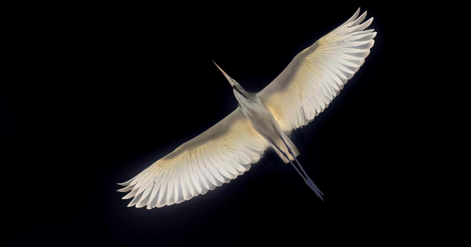 image of a bird in flight from below